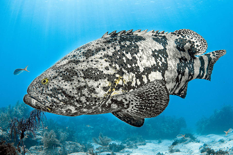 The robust and elongate body of Epinephelus itajara, tawny or grey, has a marbled mimetic drawing with pale spots with a black dotting more intense on the head, the back and on the fins.