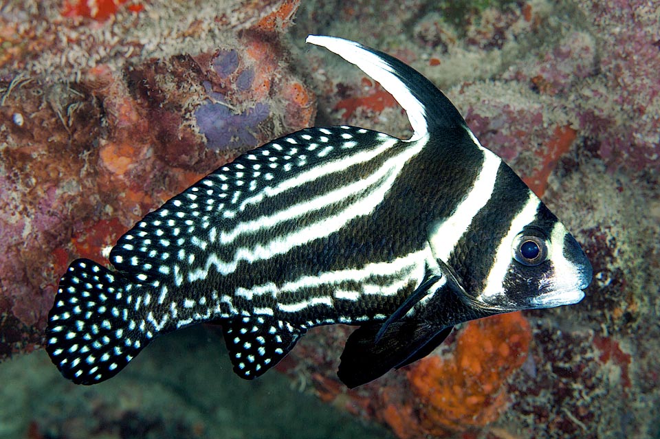 Eques punctatus ia black and white fish, with the first dorsal fin elongated and a showy white speckling on the dorsal, the caudal and the anal.