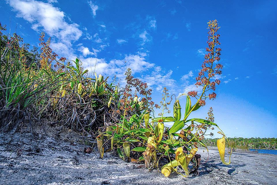 Floración espectacular de Nepenthes madagascariensis. La especie es dioica, es decir, las flores masculinas y femeninas se forman en plantas separadas.