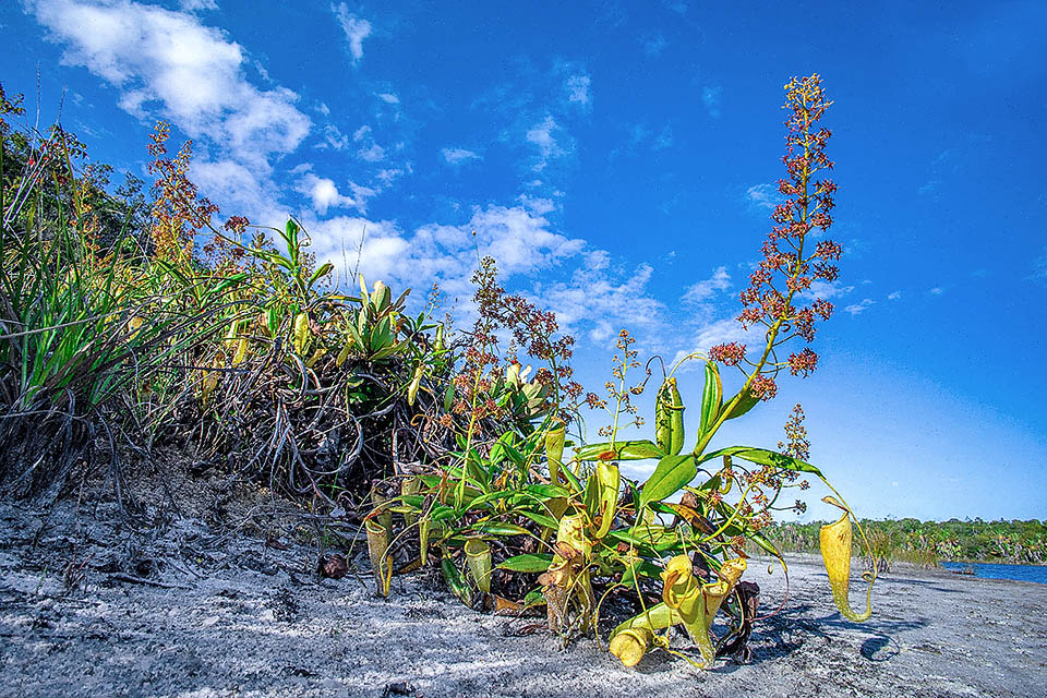 Spectaculaire floraison de Nepenthes madagascariensis. L'espèce est dioïque : les fleurs mâles et les fleurs femelles éclosent sur des plantes séparées.