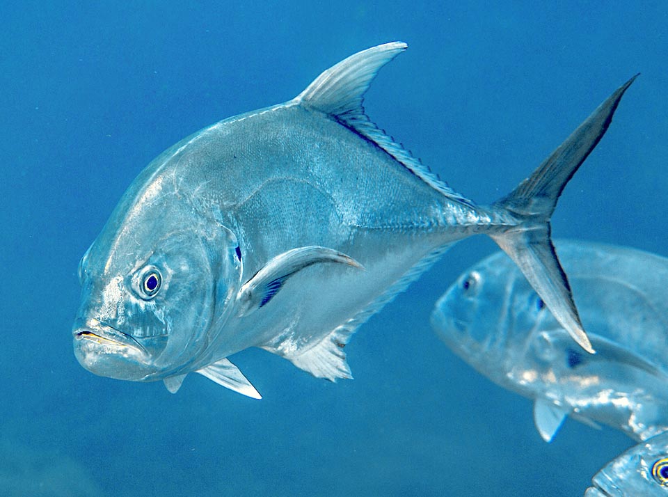 Often Caranx hippos hunts small pelagic fishes, like herrings and sardines, but also squids and crustaceans it seizes with quick bursts thanks to its falcate caudal like the big pectorals.