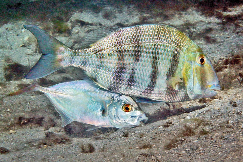 Caranx ruber è un pesce furbo che segue vari maestri di caccia, rubando loro, come a questo Calamus penna, quello che scovano sui fondali.