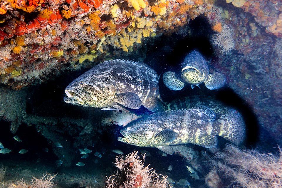 Epinephelus itajara è presente in vari ambienti fino a 100 m di profondità: fondali sabbiosi e formazioni madreporiche, ma principalmente coste rocciose.