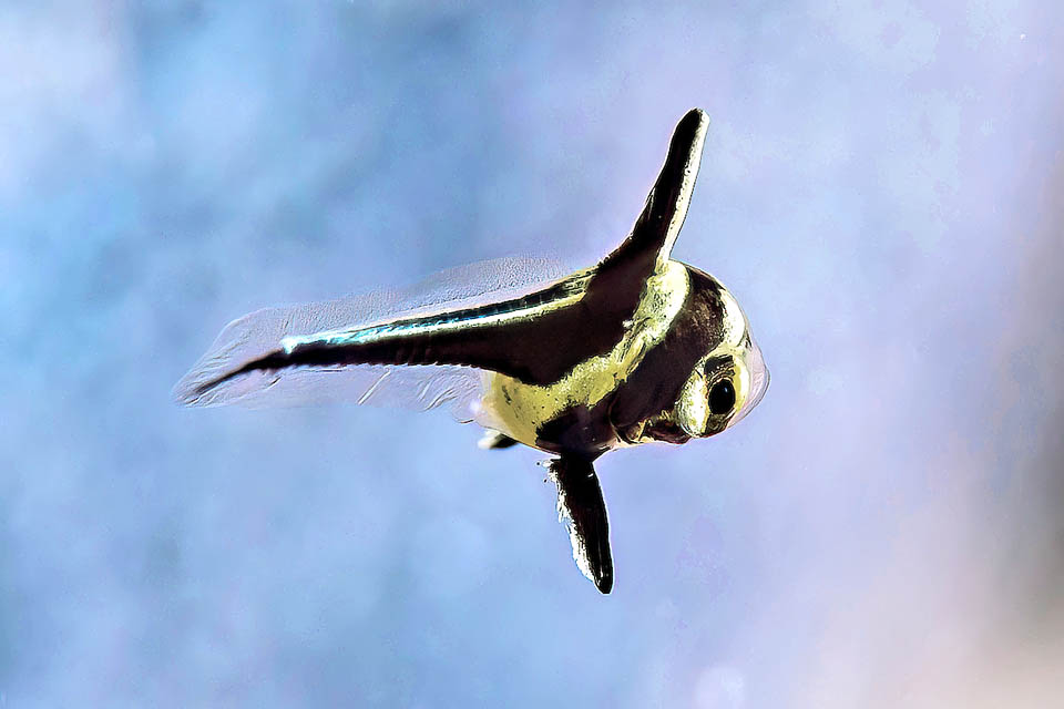 Voici un des premiers stades juvéniles de Eques lanceolatus. Le corps qui ensuite s'allonge a souvent des teintes jaunâtres.