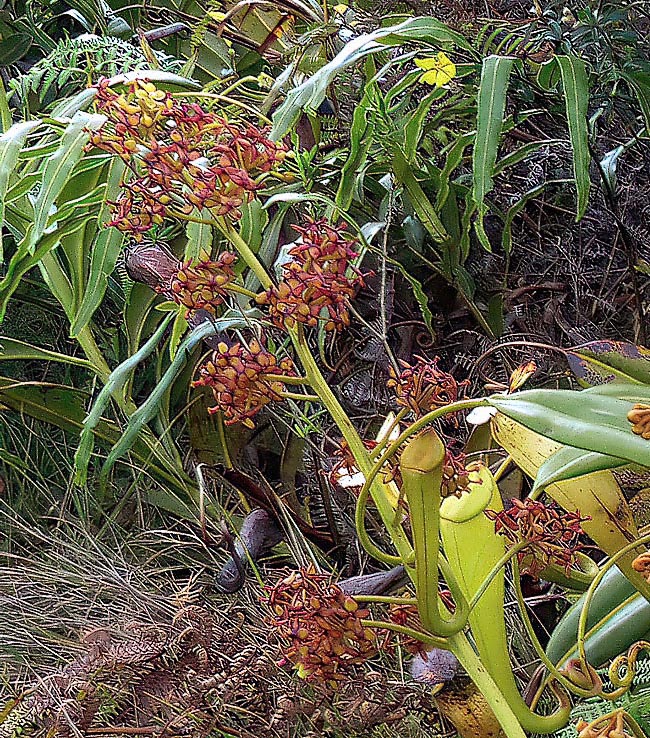 Inflorescence mâle. Les fleurs ont 4 pétales. Les étamines soudées forment avec les anthères une petite sphère.