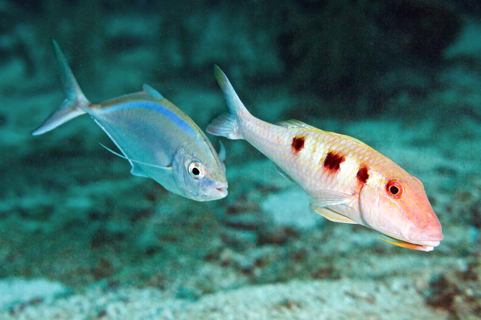 Ici il suit à son avantage un rouget des Caraïbes, Pseudupeneus maculatus, qui chasse de petits crustacés, des mollusques et de petits vers.