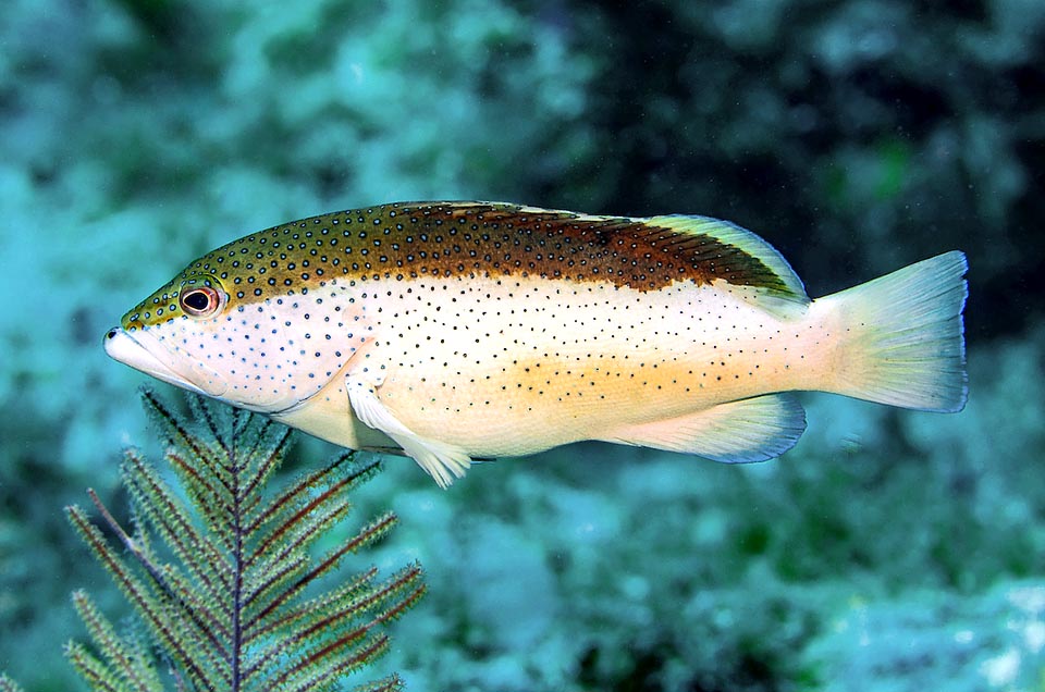 Le dos de Cephalopholis fulva peut parfois devenir très foncé. À cause de toutes ces couleurs et en se basant sur le corps élancé des jeunes adultes Linné avait rangé cette espèce parmi les labres.