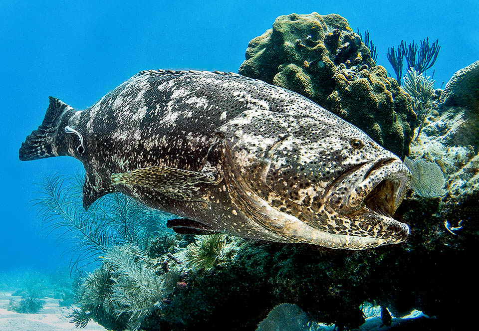 The old individuals, territorial and intolerant, do not even like intruders close to their den and quivering open mouth may attack also the divers.