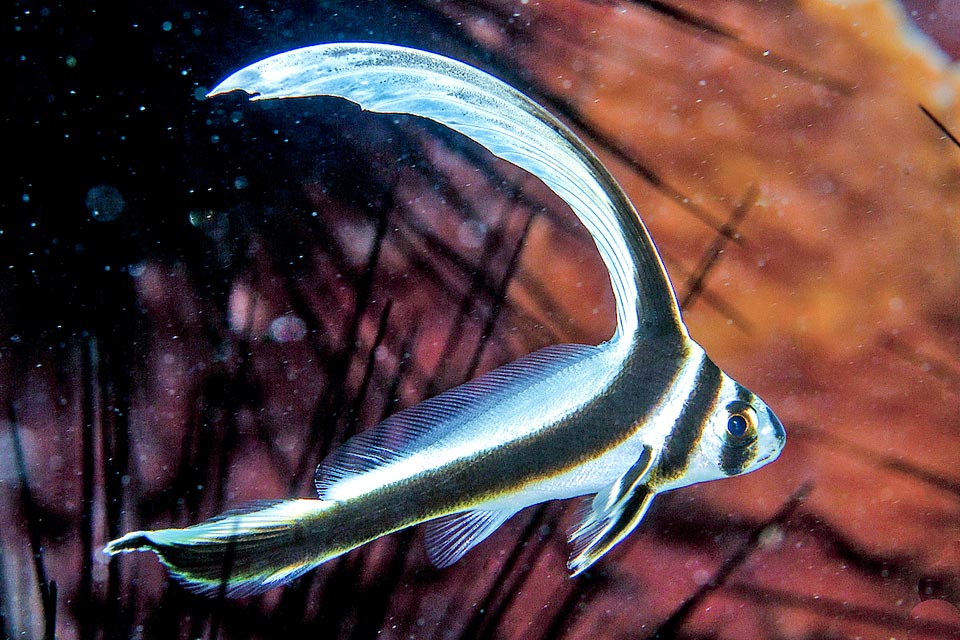 The juveniles of Eques punctatus often live sheltered by the spines of sea urchins or near the morays that chase away the predators.