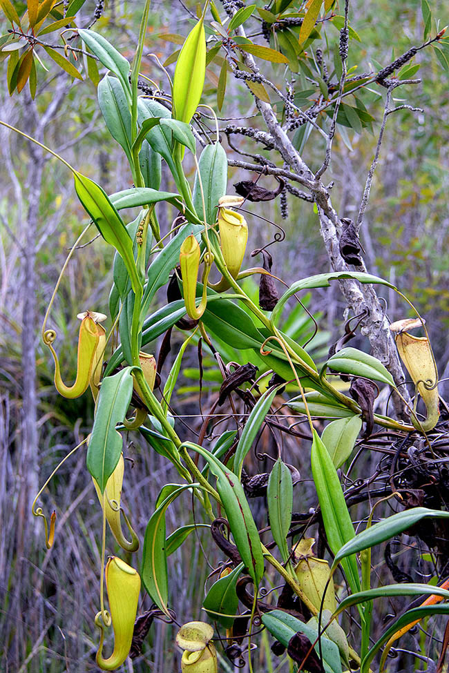 Nepenthes madagascariensis ha un fusto di 1,5 m, ma trovando un sostegno diventa rampicante e raggiunge i 9 m.