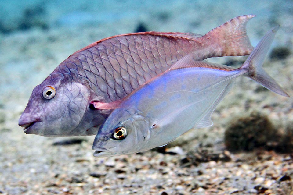 Uno Sparisoma chrysopterum gli sorride, perché i pesci pappagallo mangiano alghe e madrepore, ma lezione è servita, visto che a Cuba Caranx ruber si nutre anche di piante.