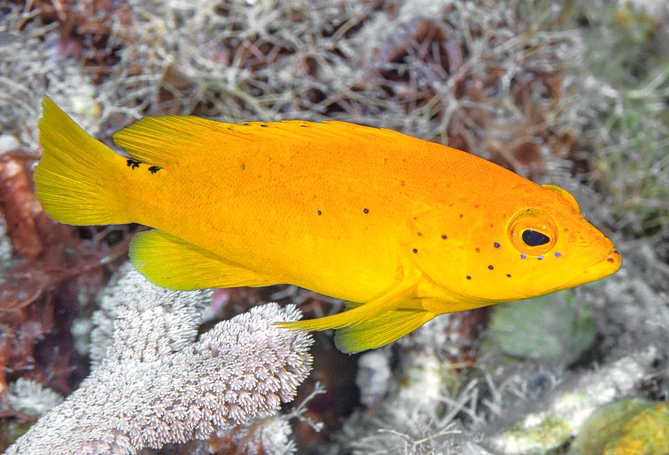 Questa è la livrea gialla che Cephalopholis fulva assume raramente. Se non fosse per i due puntini caudali e sul labbro che balzano all’occhio si direbbe un’altra specie.