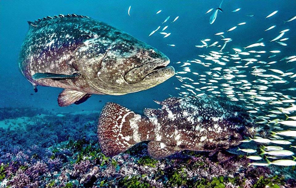 Epinephelus itajara preda, come qui, piccoli pesci di banco ma anche grandi pesci cartilaginei come le razze.