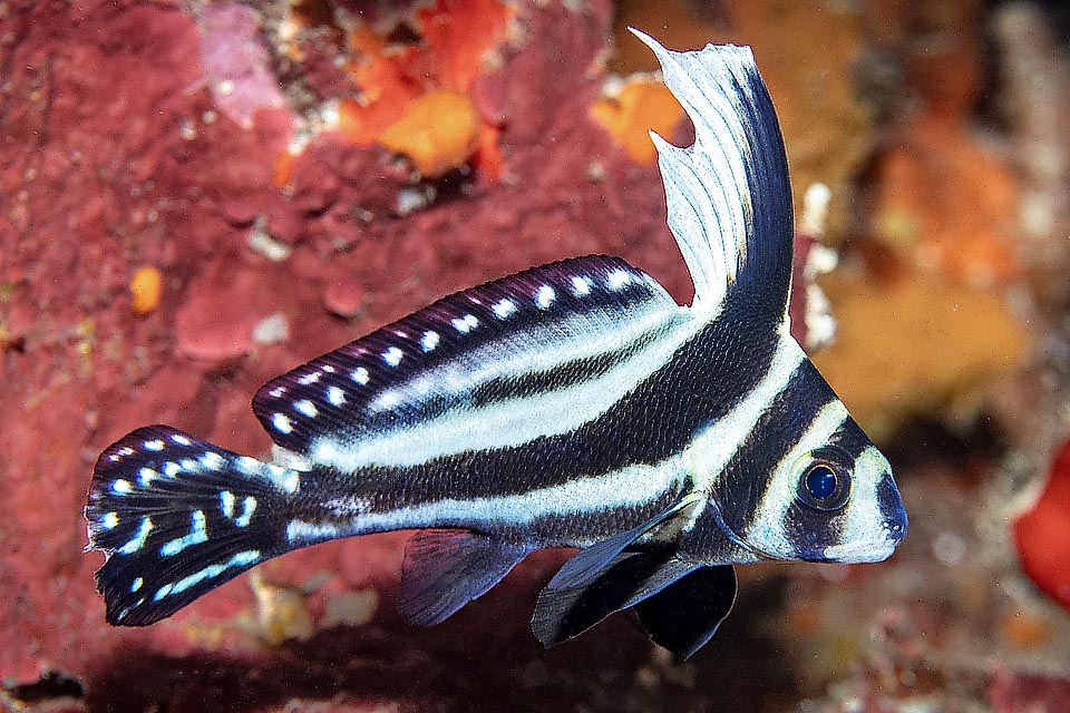 Then the plume reduces and appears gradually, close to other longitudinal bands, a luminous speckling on the dorsal fin and the caudal.