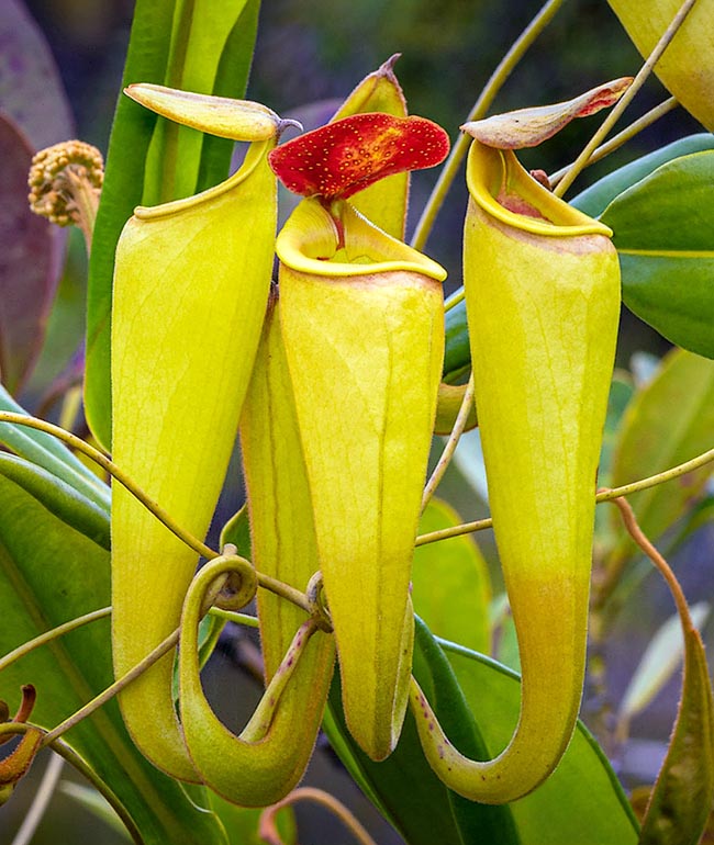 A group of ascidia of Nepenthes madagascariensis displaying in transparency the digestive liquid.