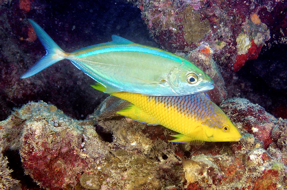 Here Caranx ruber with a Bodianus rufus, labrid that feeds driving out on the seabeds gastropods, bivalves, and crustaceans.