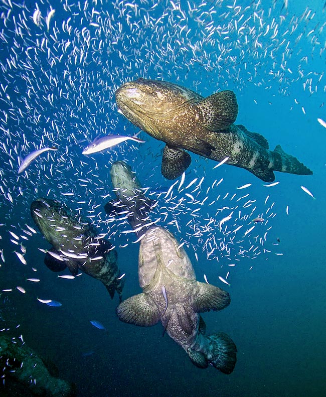 Epinephelus itajara se nourrit de poissons et de crustacés, surtout des langoustes, mais aussi de poulpes et de jeunes tortues.