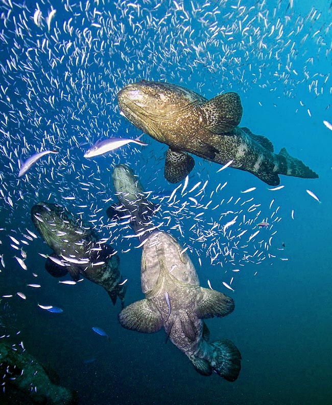 Epinephelus itajara feeds on fishes and crustaceans, mainly lobsters, but also octopuses and young turtles.