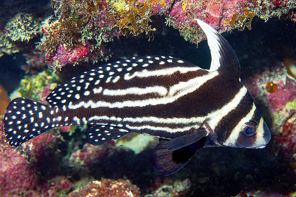 Also in the adult the anal is dotted, and the plume, reduced, appears pointed. Eques punctatus is not an endangered species.