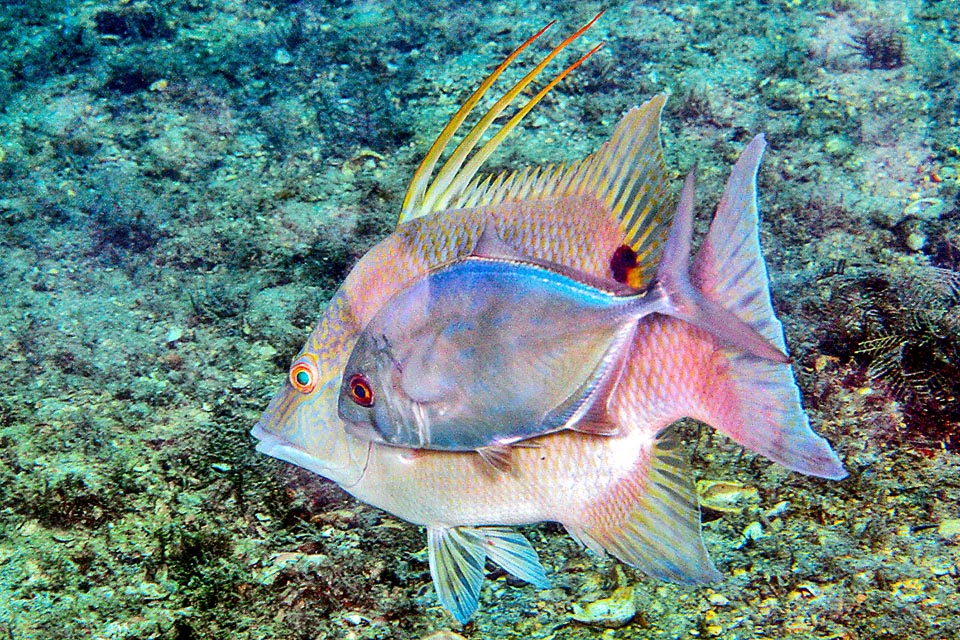 Lachnolaimus maximus qui débusque ses proies avec des jets d'eau sur le sable est un expert. Caranx ruber imite sa couleur pour être bien accepté.