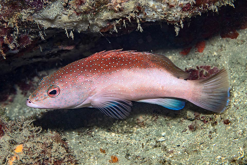 Cephalopholis fulva es una especie hermafrodita protógina, con hembras maduras de 16 cm que pueden transformarse en machos territoriales cuando alcanzan los 20 cm.