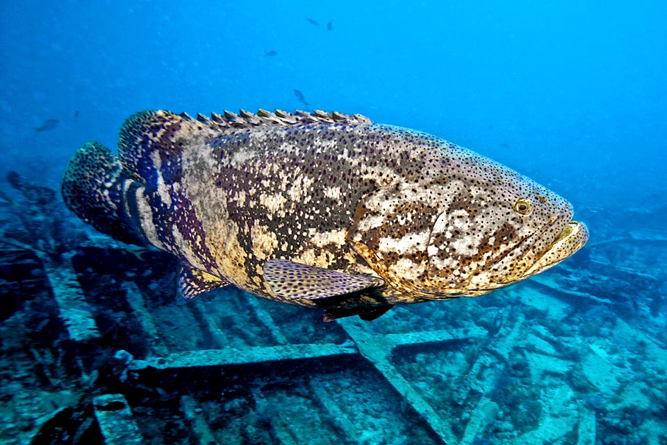 Epinephelus itajara aime se cacher parmi les structures des plates-formes pétrolières et choisit souvent pour demeure les épaves de navires coulés.