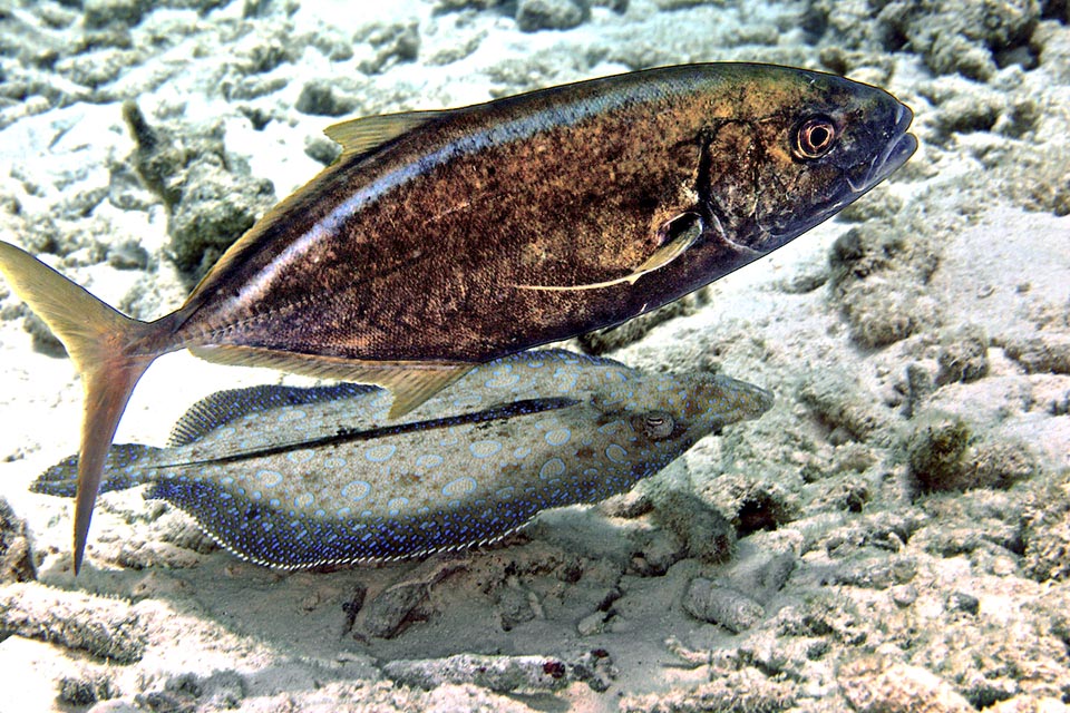 Le voilà avec Bothus lunatus, un turbot friand de mollusques, crustacés et petits vers. Sur les fonds Caranx ruber revêt souvent une tenue de couleur bronze presque noire.