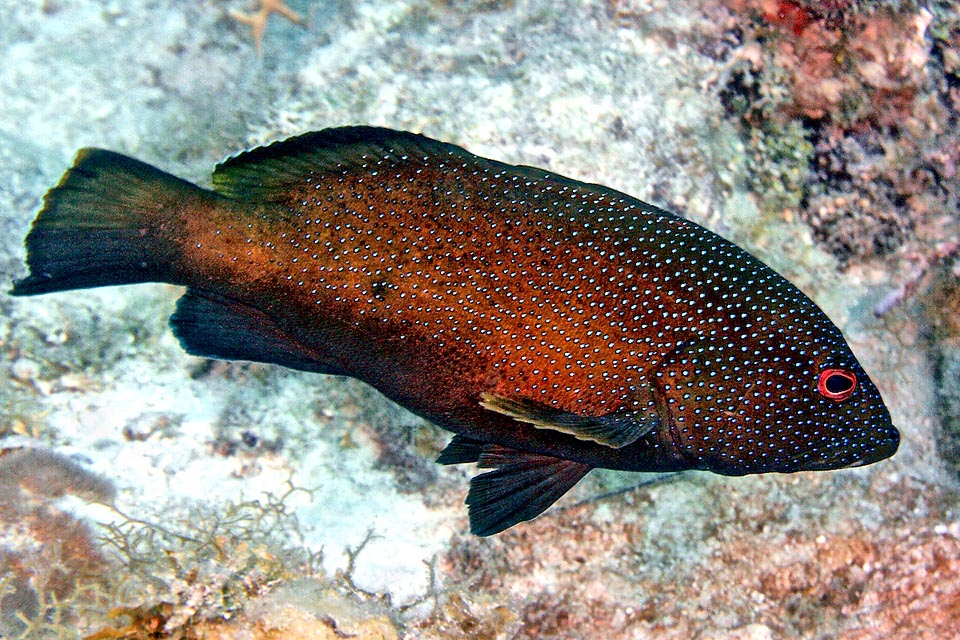 Ceux-ci possèdent un harem et en période de reproduction ils fécondent des milliers d'œufs. Longs de 0,95 mm, ils montent en flottant à la surface, confiés aux courants.