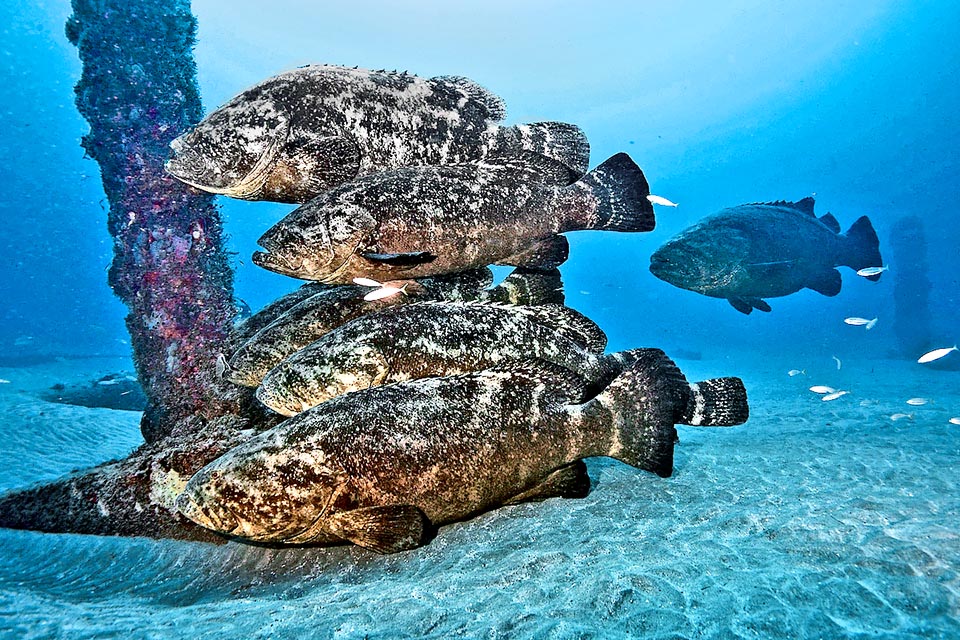 Pour la reproduction il se forme des rassemblements dans des sites connus des pêcheurs qui sans aucun scrupule font souvent des massacres de cette espèce jugée aujourd'hui vulnérable.