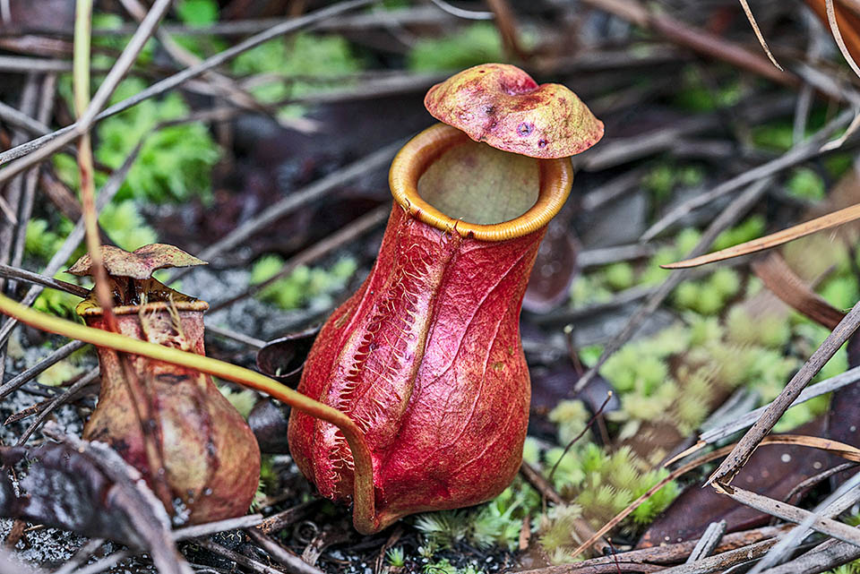  Les ascidies basales de Nepenthes madagascariensis, à la moitié inférieure ovale et renflée, attrapent les animaux qui marchent, principalement les fourmis. Pour faciliter leur ascension, elles portent des franges, appelées ailes, qui courent le long de la partie antérieure de l'ascidie. 80,2 % des proies sont des fourmis, 9,7 % des diptères et 4,4 % des coléoptères.