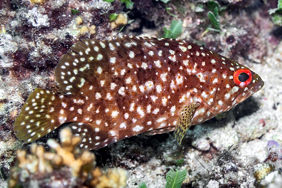 Alphestes immaculatus è una mini-cernia del Pacifico, presente dal Messico al Perù e alle Galapagos, che si difende e preda agendo sui cromatofori con abili effetti mimetici.