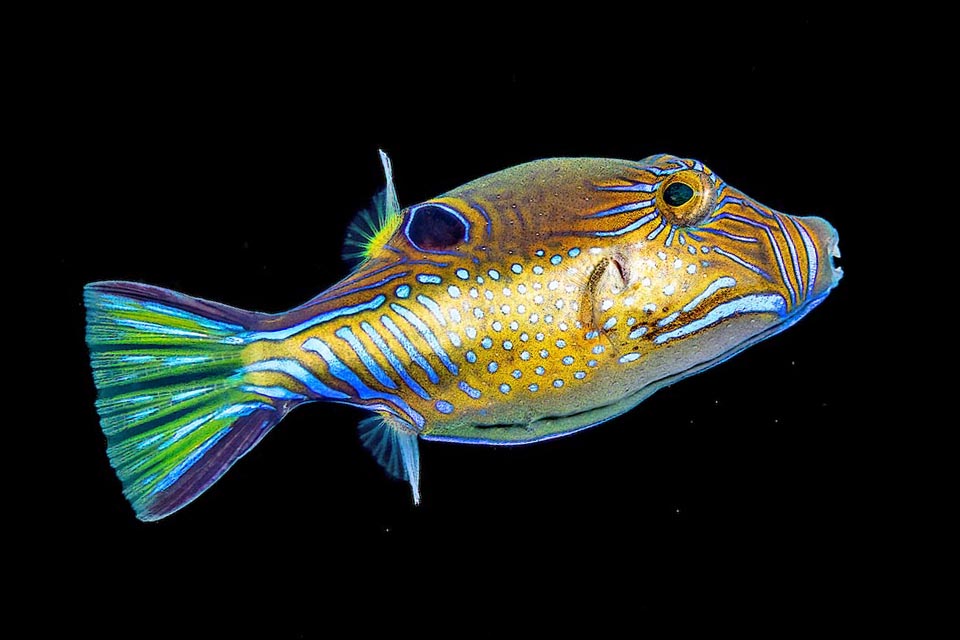 Known as Caribbean sharpnose-puffer, Canthigaster rostrata can reach 12 cm of length but usually measures much less.