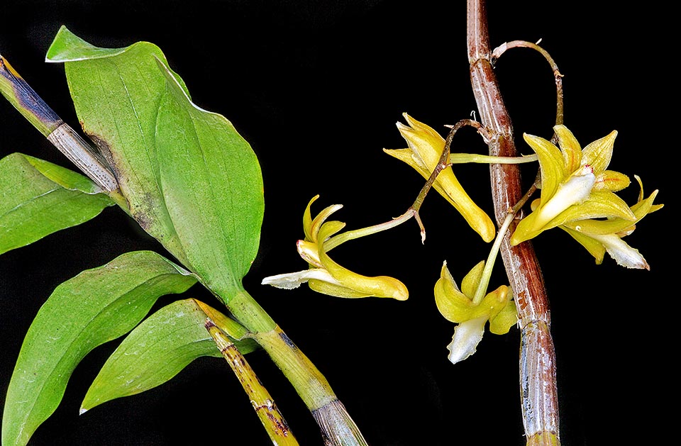 Dendrobium floresianum is a 40-80 cm epiphyte of Flores Island, in Sunda Lesser Islands, with erect fusiform pseudobulbs, similar to canes, and lanceolate leaves.