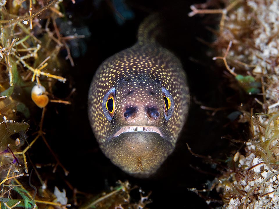 Gymnothorax miliaris is a medium-sized moray present on the two Atlantic coasts mainly in the Caribbean area up to southeast Brazil.