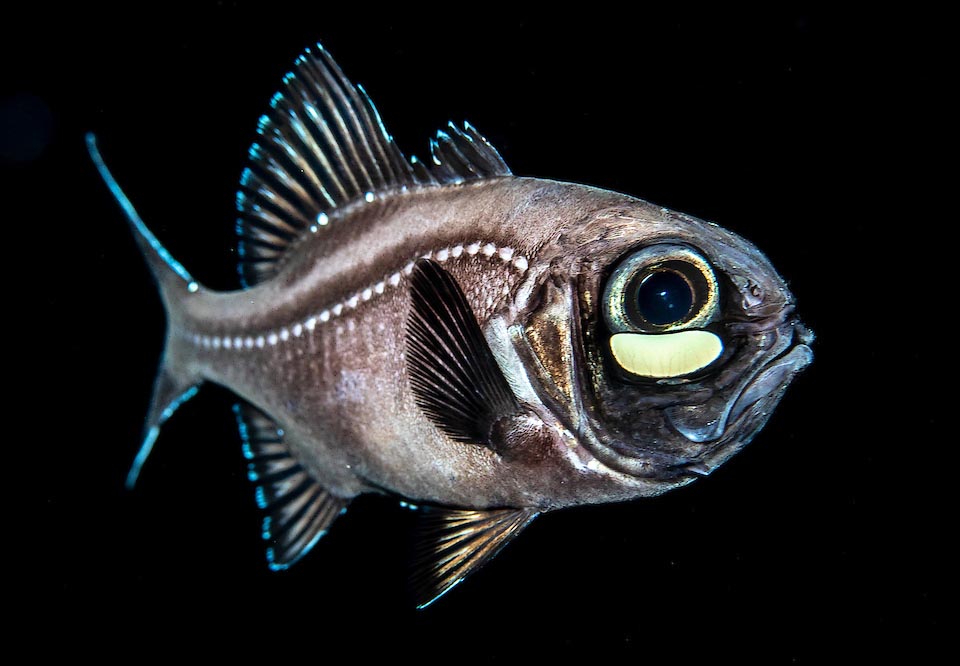 Present in Caribbean, from Bahamas to off Curaçao in Venezuela, the Atlantic flashlightfish (Kryptophanaron alfredi) lives in absolute dark, up to more than 200 m.