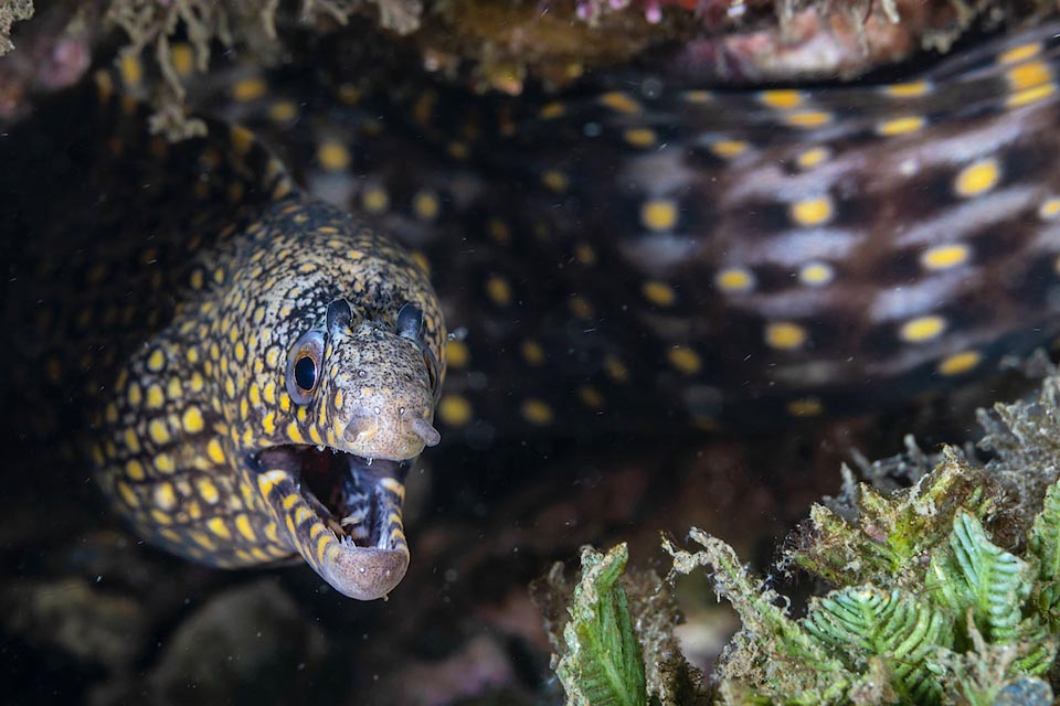 Lunga per lo più 35 cm con un massimo di 61, Muraena lentiginosa vive nel Pacifico orientale, dal Golfo di California al Perù, incluse le Galapagos.