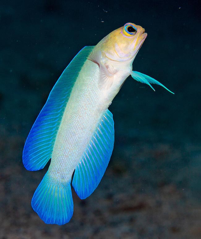 The Yellowhead jawfish, called also Miner fish as digs the den, Opistognathus aurifrons is frequent in west Atlantic from South Carolina and Bermudas to Mexico and then in the Caribbean up to Brazilian coasts.