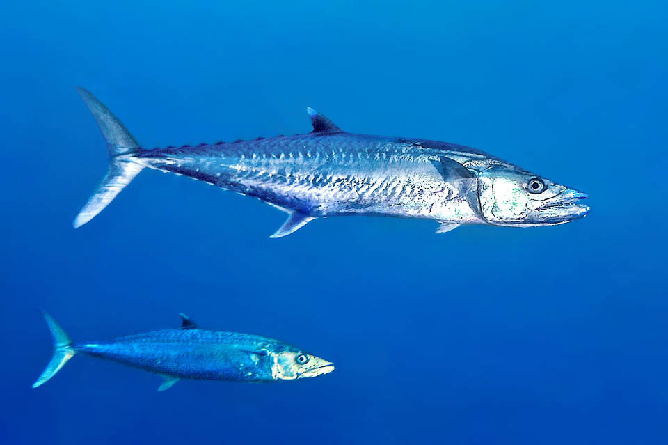 At first sight, elongated and shining as it is, with sharp teeth, it could lead to think to a barracuda, instead Scomberomorus cavalla is a feisty relative of mackerels.