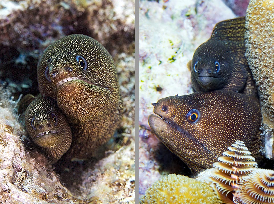 A couple of Gymnothorax miliaris or cohabitation? Little is known about reproduction, but that the eggs are floating and the pelagic larvae called leptocephalus have the pectoral fins like eels.
