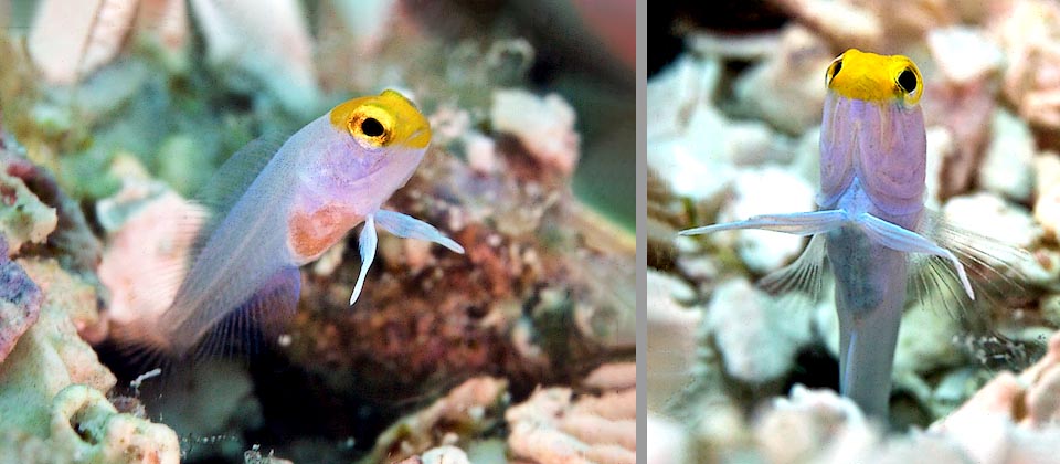 Juveniles of Opistognathus aurifrons take 2-3 weeks before reaching the autonomy and dig their first den. The Yellowhead jawfish has reproduced in aquarium and is not an endangered species.