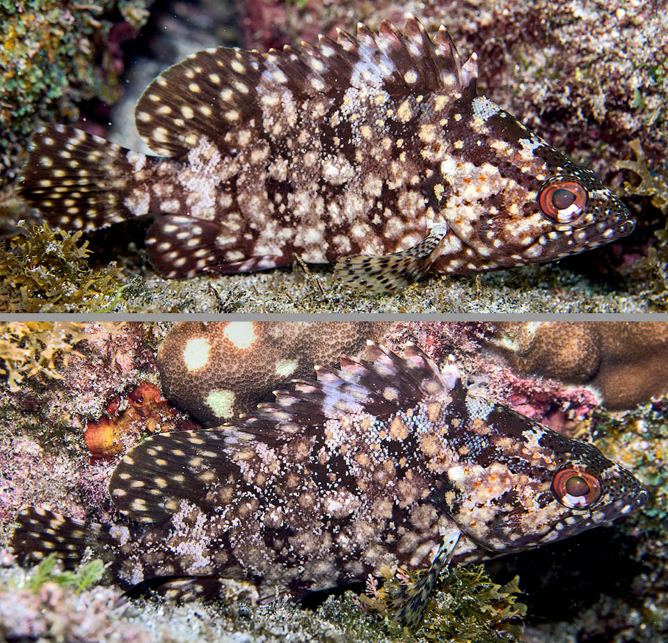 Here is the same fish after having moved. In the lower photo the white has faded and in the dark parts we note the minute blue dotting previously mitigated.