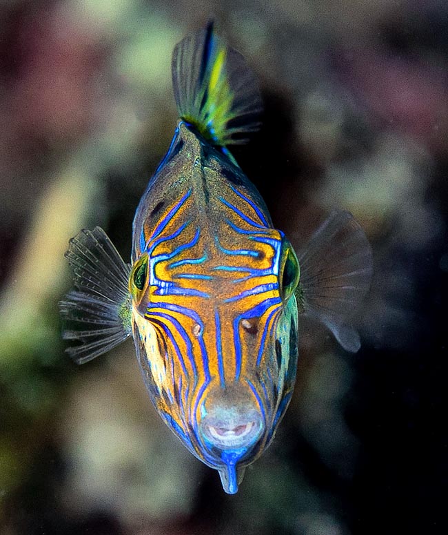 Este es un macho de Canthigaster rostrata en la típica posición intimidante, con la cabeza hacia abajo y la cresta dorsal y ventral erguidas.