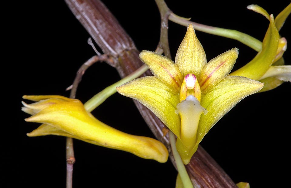 The non fragrant yellowish flowers of Dendrobium floresianum are about 3 cm broad and 4 long. The dorsal sepal and the petals have longitudinal red stripes. The labellum is white.