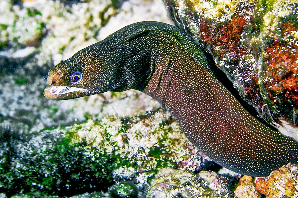 De là, grâce à ses larves planctoniques portées par les courants, Gymnothorax miliaris a rejoint diverses îles au milieu de l'océan jusqu'aux îles du Cap Vert tout près de l'Afrique.