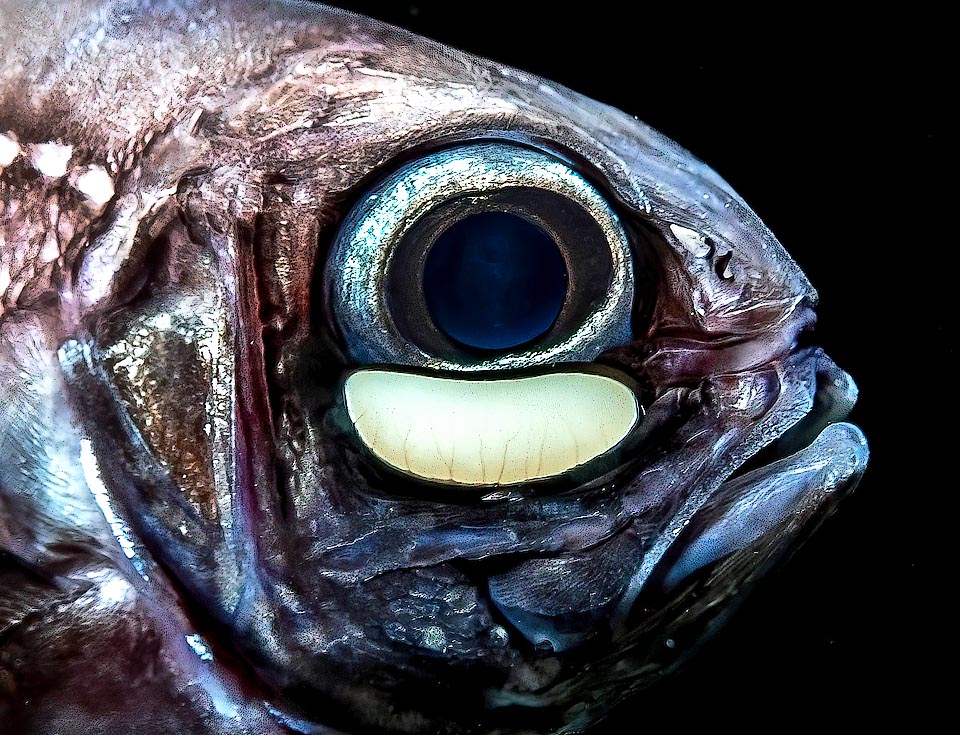 Kryptophanaron alfredi reca sotto l’occhio un organo luminoso alimentato da milioni di batteri simbionti bioluminescenti. Oscurato a tratti da una palpebra mobile attira lampeggiando le prede.