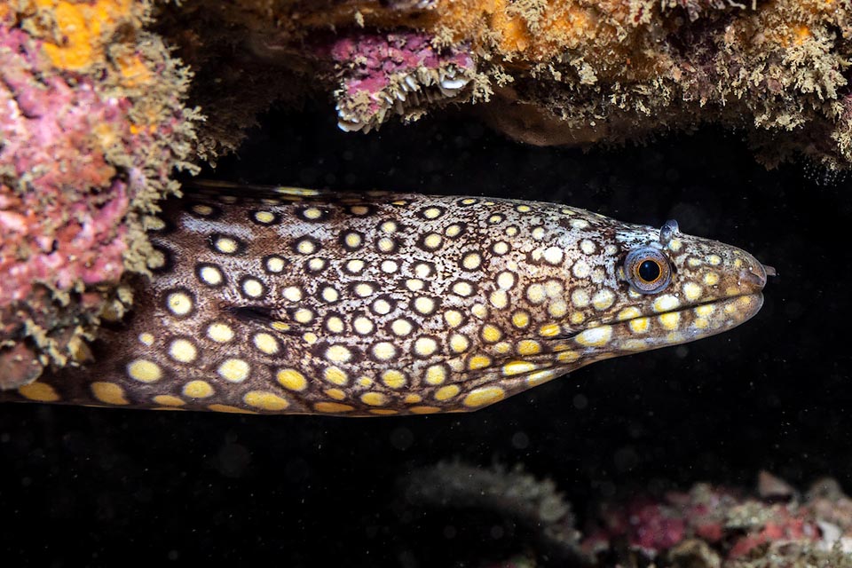 The specific term and the common one of Muraena lentiginosa refer to its elegant rows of yellow circular spots having a dark edge.