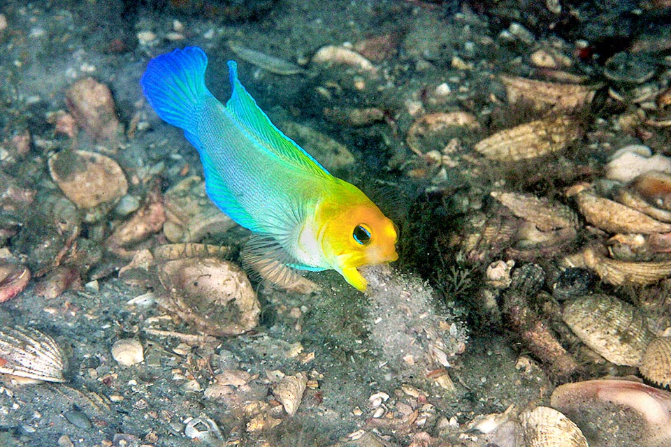 Eccolo mentre sputa sabbia dalla bocca per costruire il suo rifugio. Opistognathus aurifrons deve creare anzitutto una buca profonda circa 10 cm e leggermente più larga.