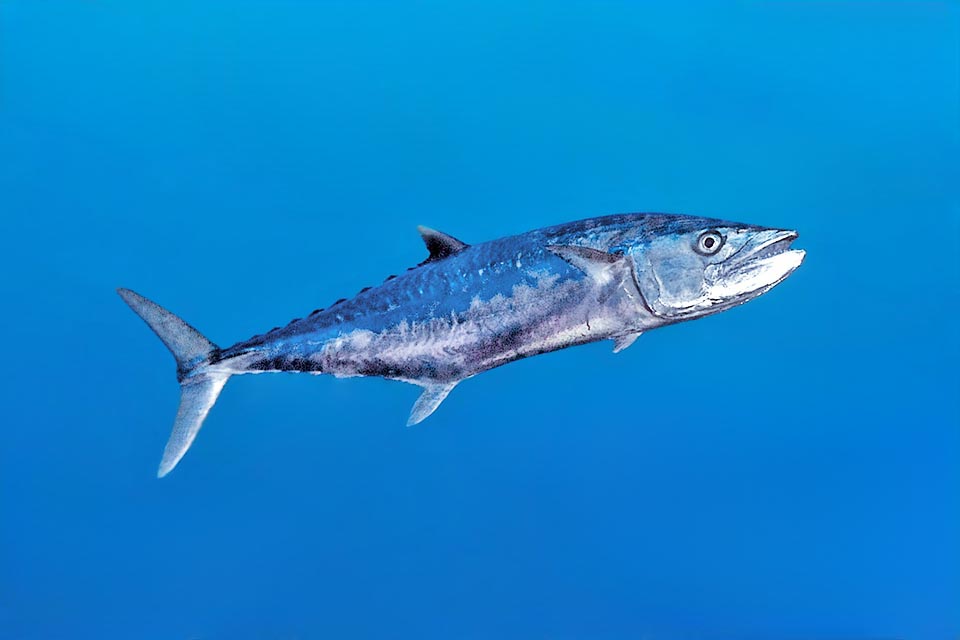 Scomberomorus cavalla ha una vasta distribuzione nell’Atlantico occidentale, dalle coste del Canada al Brasile, ed anche se il pescato è generalmente più piccolo può raggiungere i 184 cm e 45 kg.