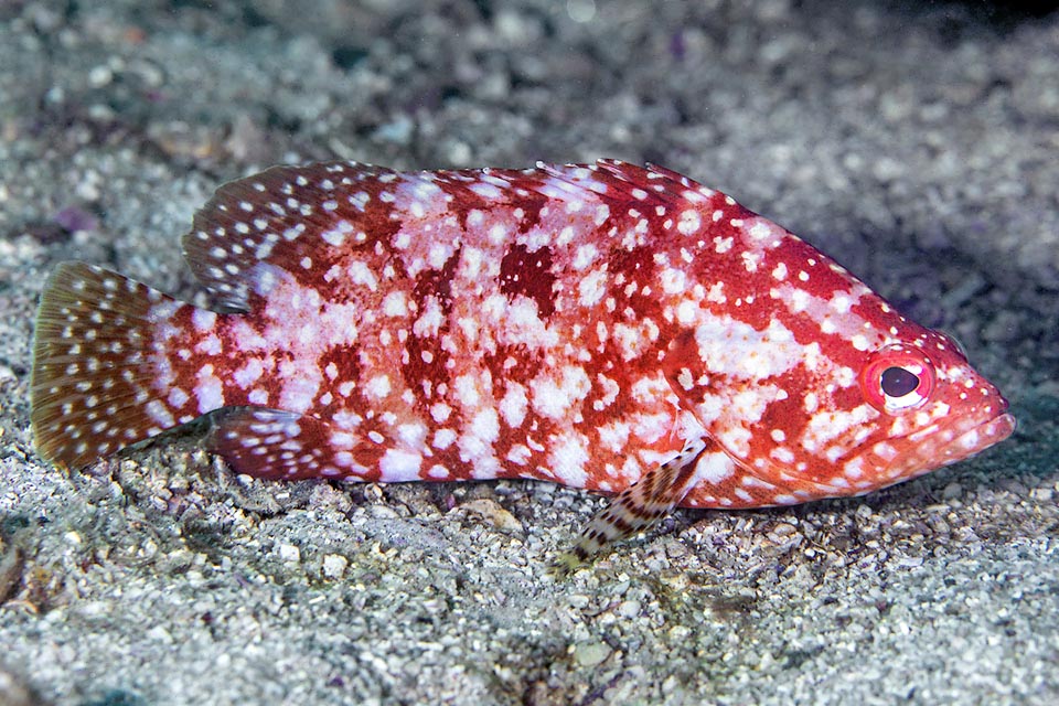 Questo Alphestes immaculatus si è colorato di rosso. In comune con le foto precedenti ha solo le incerte fasce verticali scure e zone più o meno rosate nelle parti chiare.