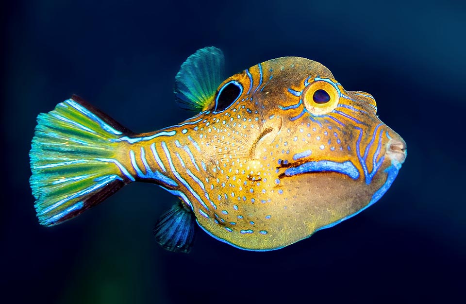 Despite the small size, Canthigaster rostrata in fact is a very territorial fish with a dominant and aggressive male that assigns to a maximum of six females plots of its kingdom, defended by biting its neighbours, as shows here the missing crescent-shaped piece, cleanly cut on the caudal fin.